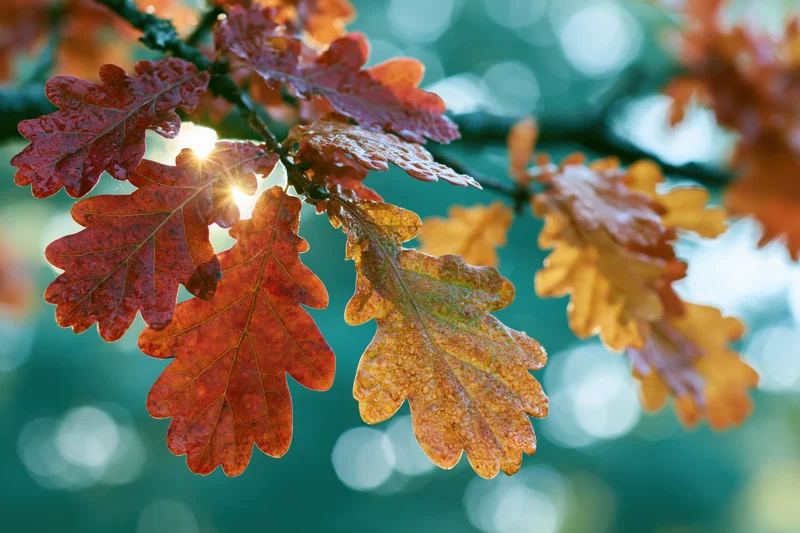 Autumn oak leaves backlit by sunlight on a tree branch in a forest setting