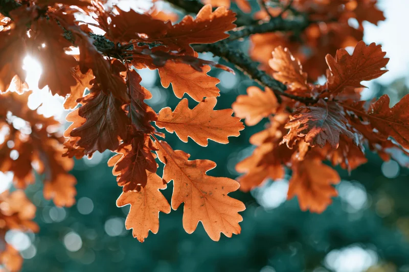 Backlit oak leaves in autumn colors against a blurred forest background