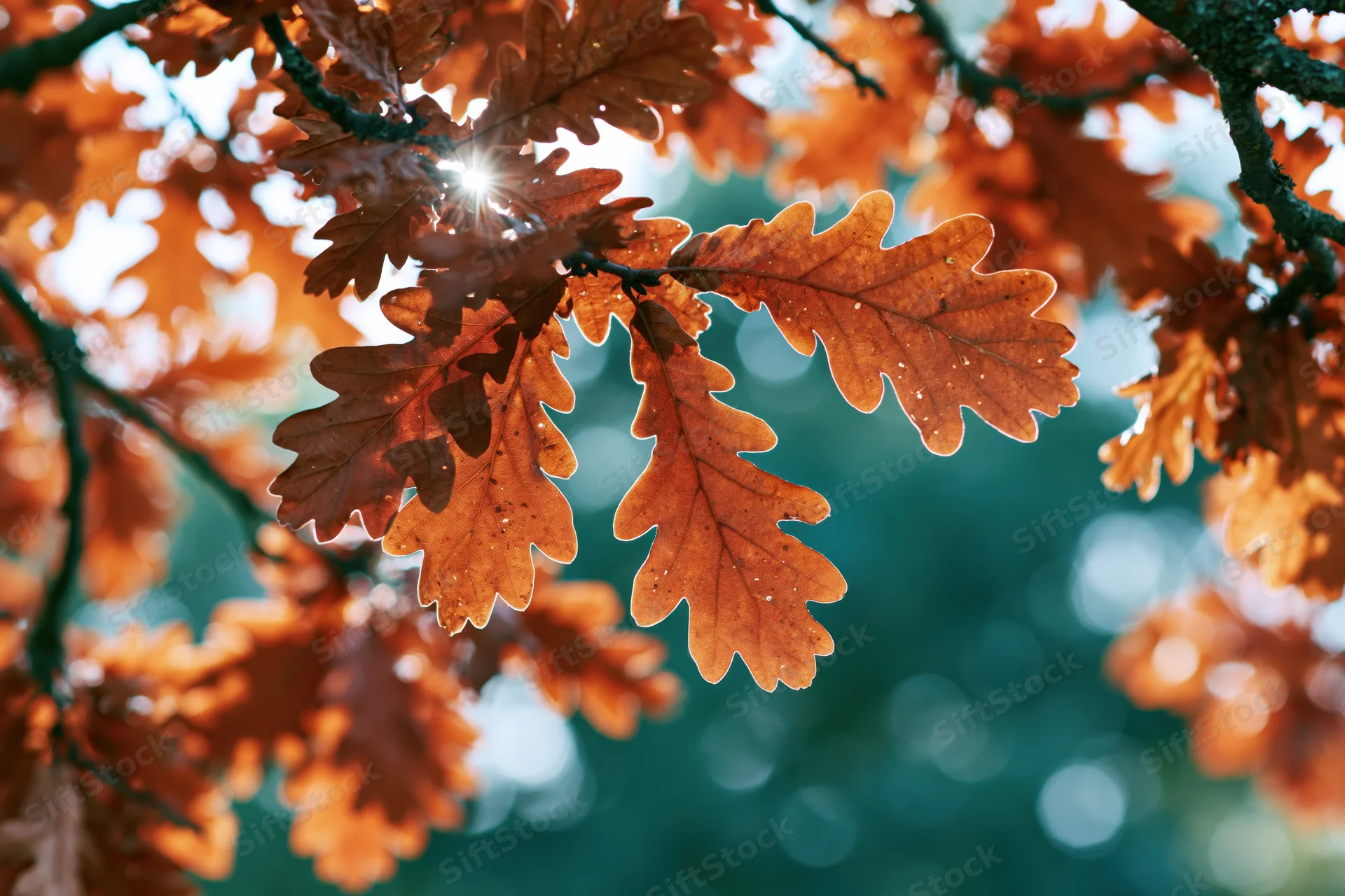 Autumn oak leaves backlit by sunlight in a forest setting