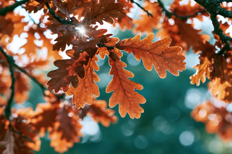 Autumn oak leaves backlit by sunlight in a forest setting