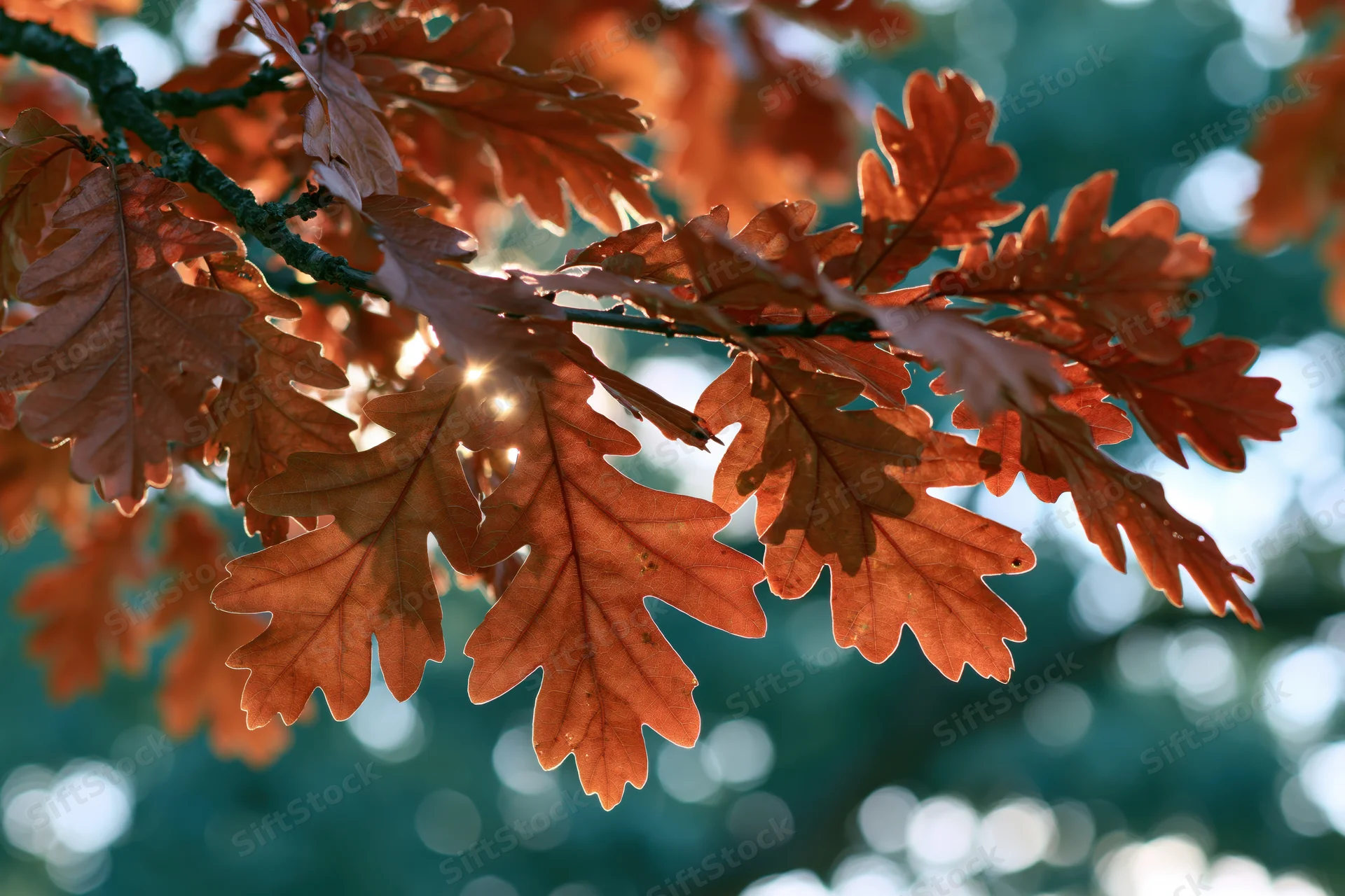 Oak tree branches with autumn leaves backlit by sunlight in a forest setting