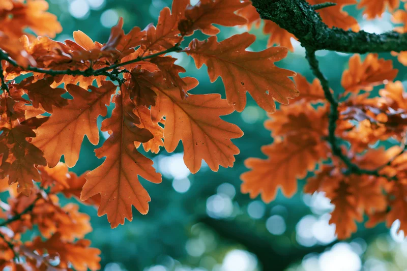 Orange oak leaves on branches in autumn forest with blurred green background