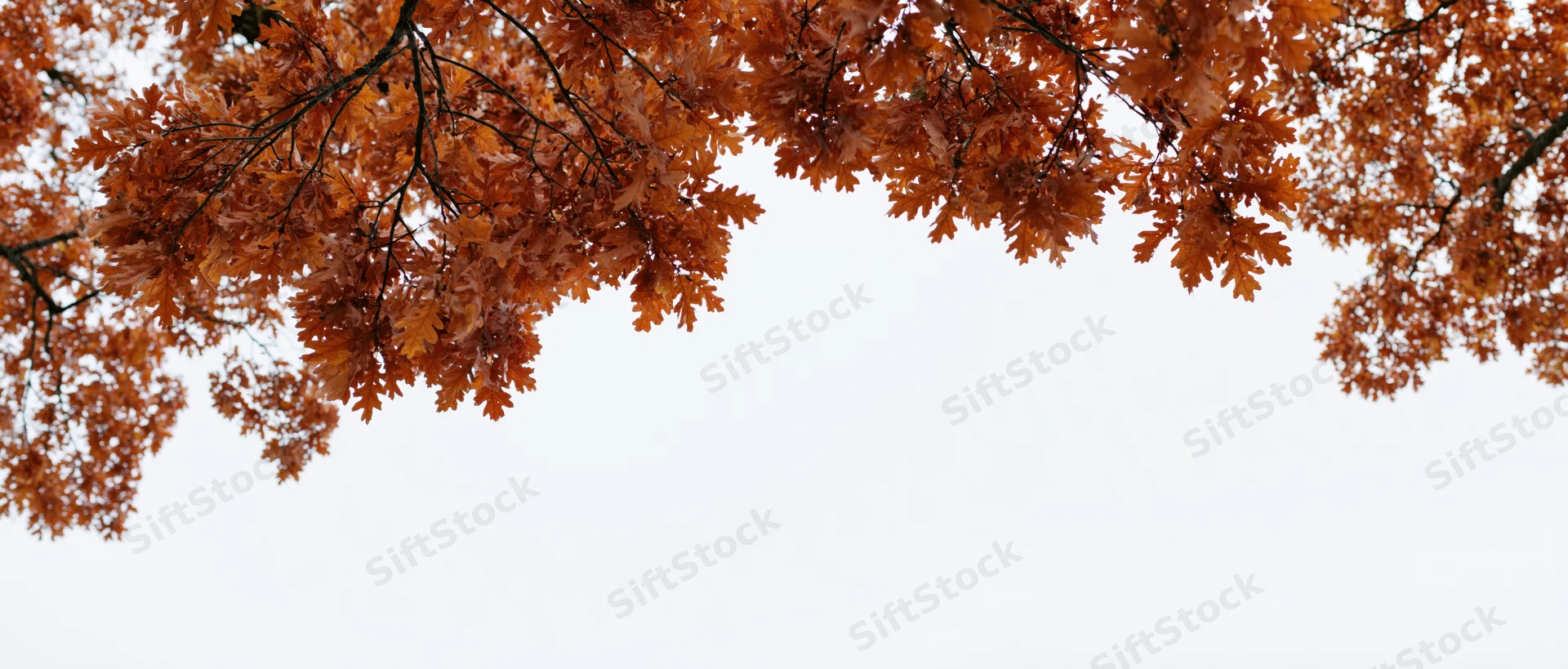 Oak tree branches with dense autumn foliage framing the sky above