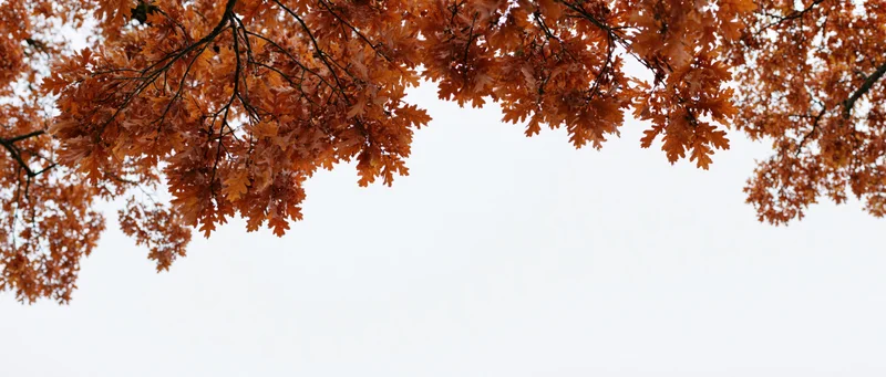 Oak tree branches with dense autumn foliage framing the sky above