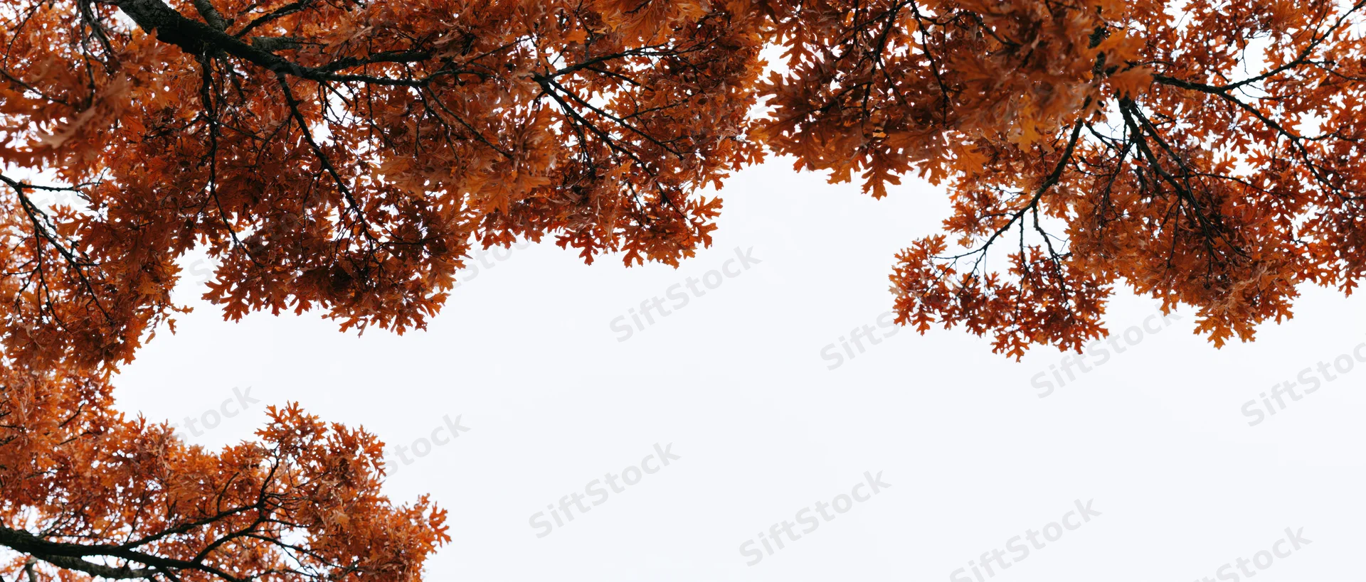 Oak tree branches with dense orange autumn foliage framing a white sky background