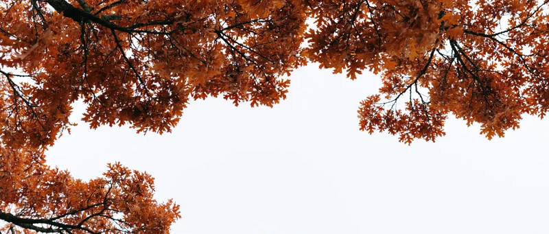 Oak tree branches covered in autumn foliage framing the sky