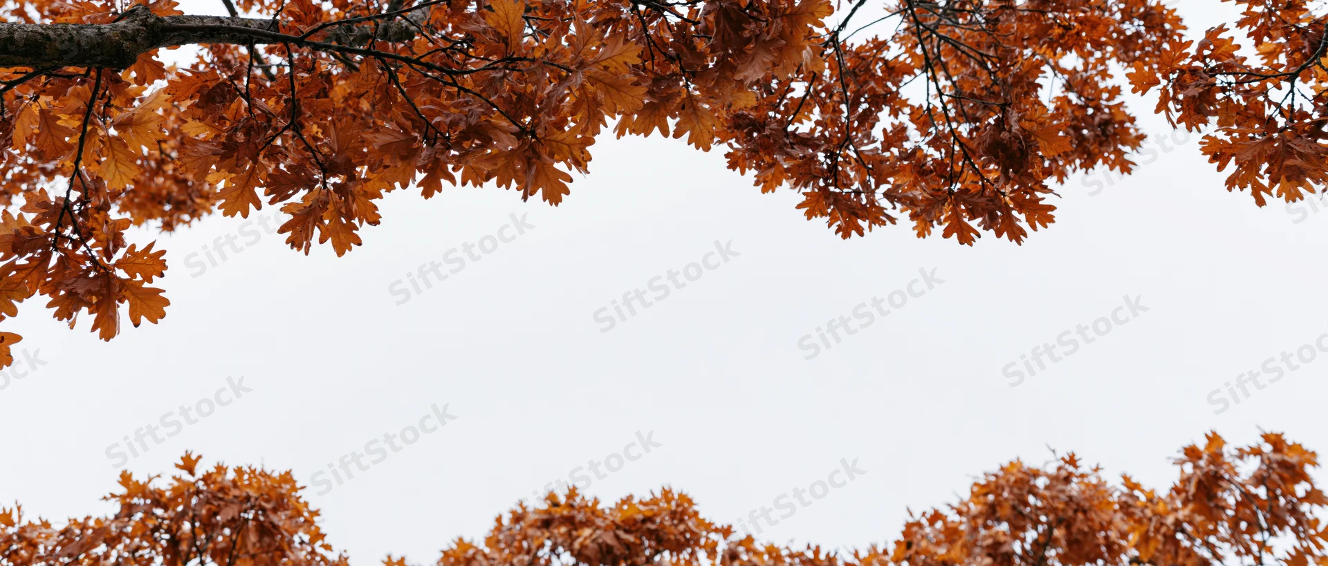 Oak tree branches with dense autumn foliage framing the sky