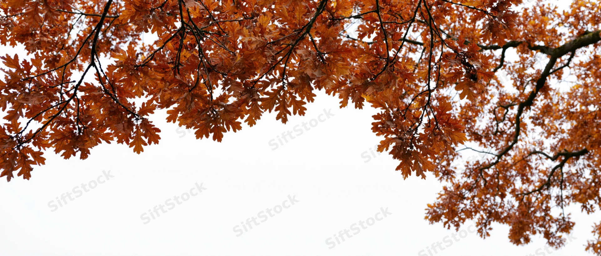 Oak tree branches with dense orange autumn foliage framing the sky from below