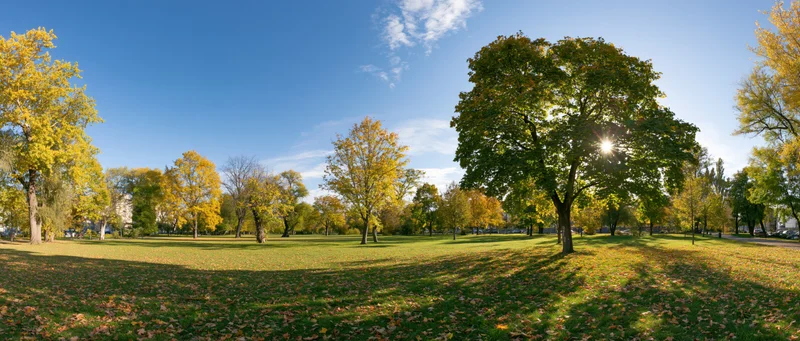 Wide panoramic view of an open city park in autumn with trees and fallen leaves under sunlight
