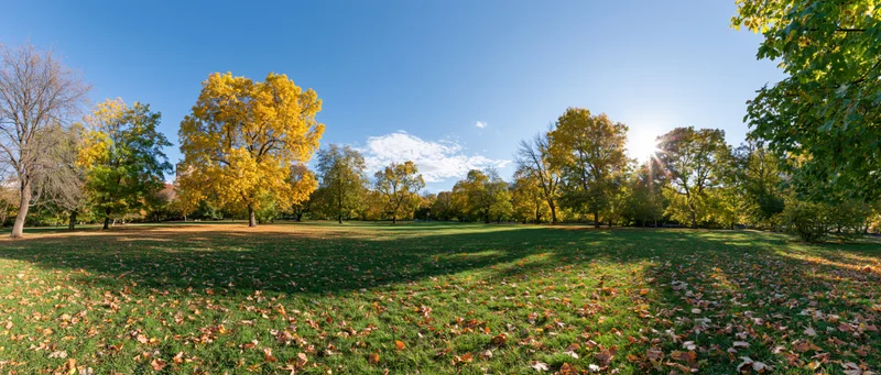 Wide panoramic view of an open city park in peak autumn with colorful trees and fallen leaves on green grass under clear blue sky