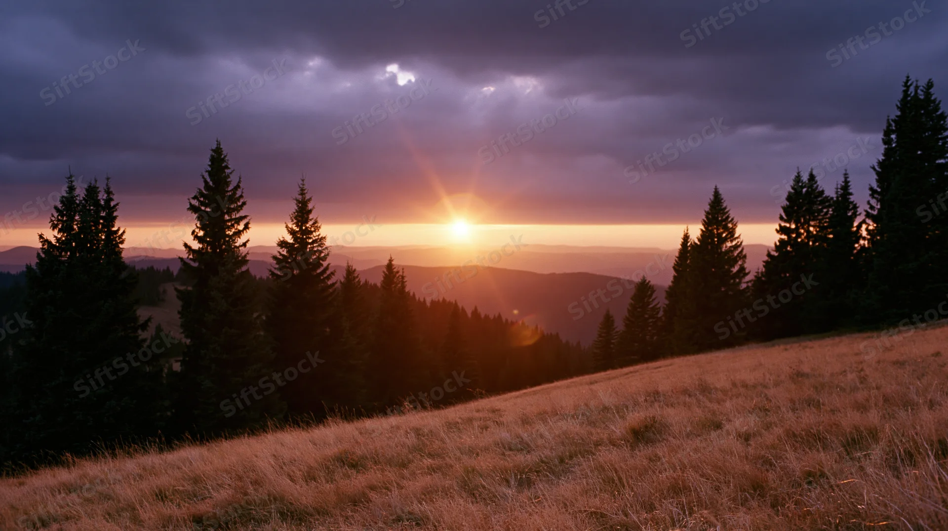 Sunset over a mountain meadow with pine trees silhouetted against the horizon