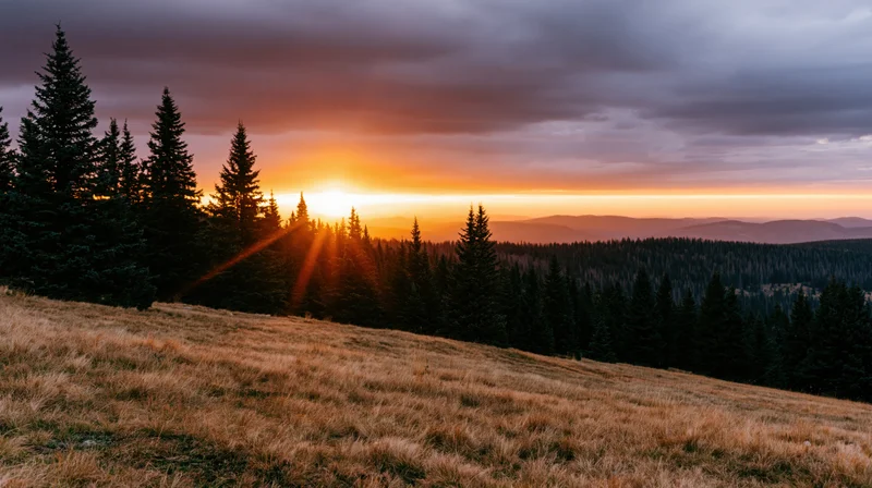 Sunset over a mountain meadow with pine trees silhouetted against the horizon