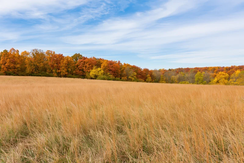 Open field of dry golden grass under blue sky with autumn trees in background