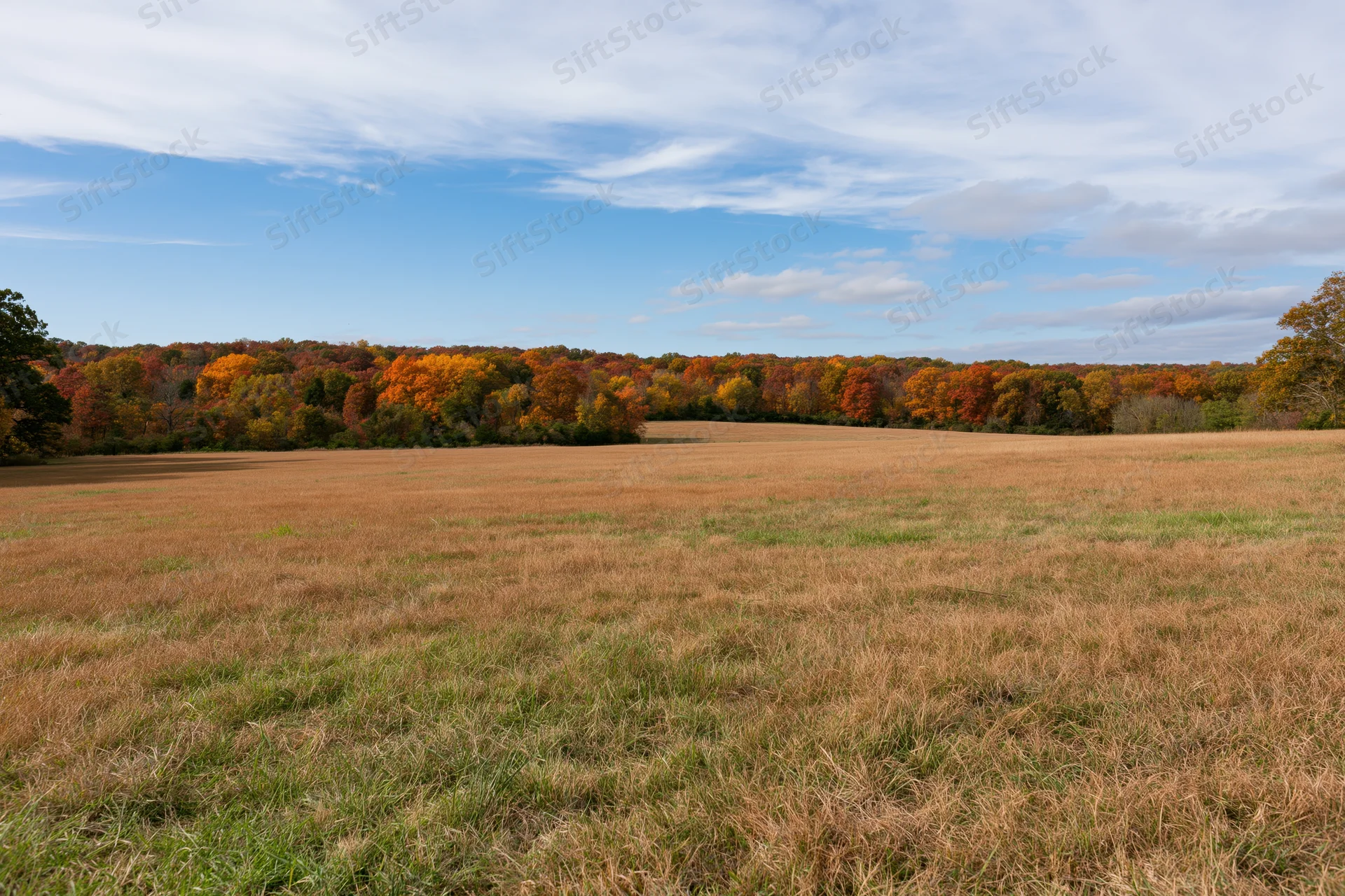 Open field of dry grass with autumn-colored trees along the horizon under a partly cloudy sky