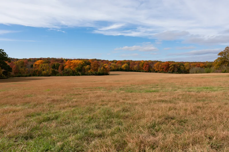 Open field of dry grass with autumn-colored trees along the horizon under a partly cloudy sky