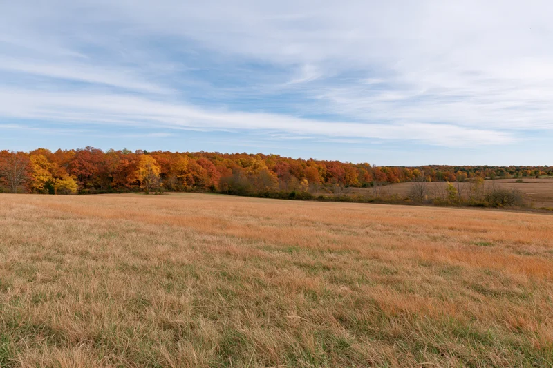 Open field of dry golden grass under autumn trees and blue sky