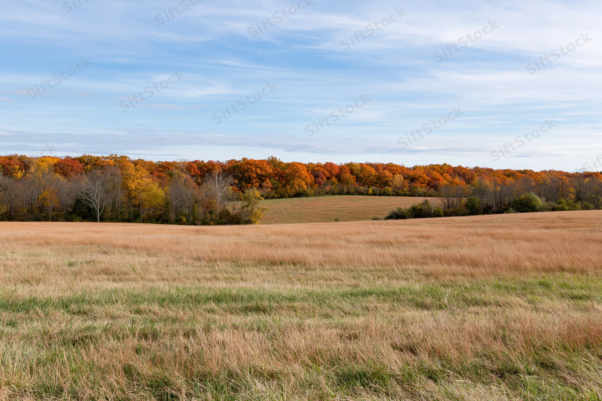 Open field of dry grass with autumn trees in the distance under a blue sky