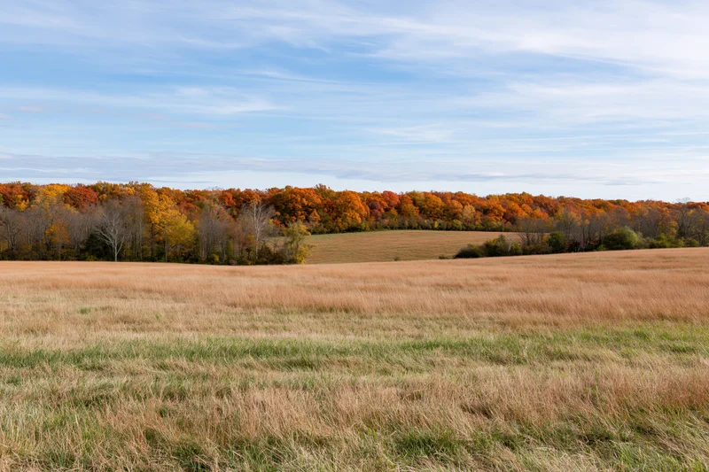 Open field of dry grass with autumn trees in the distance under a blue sky