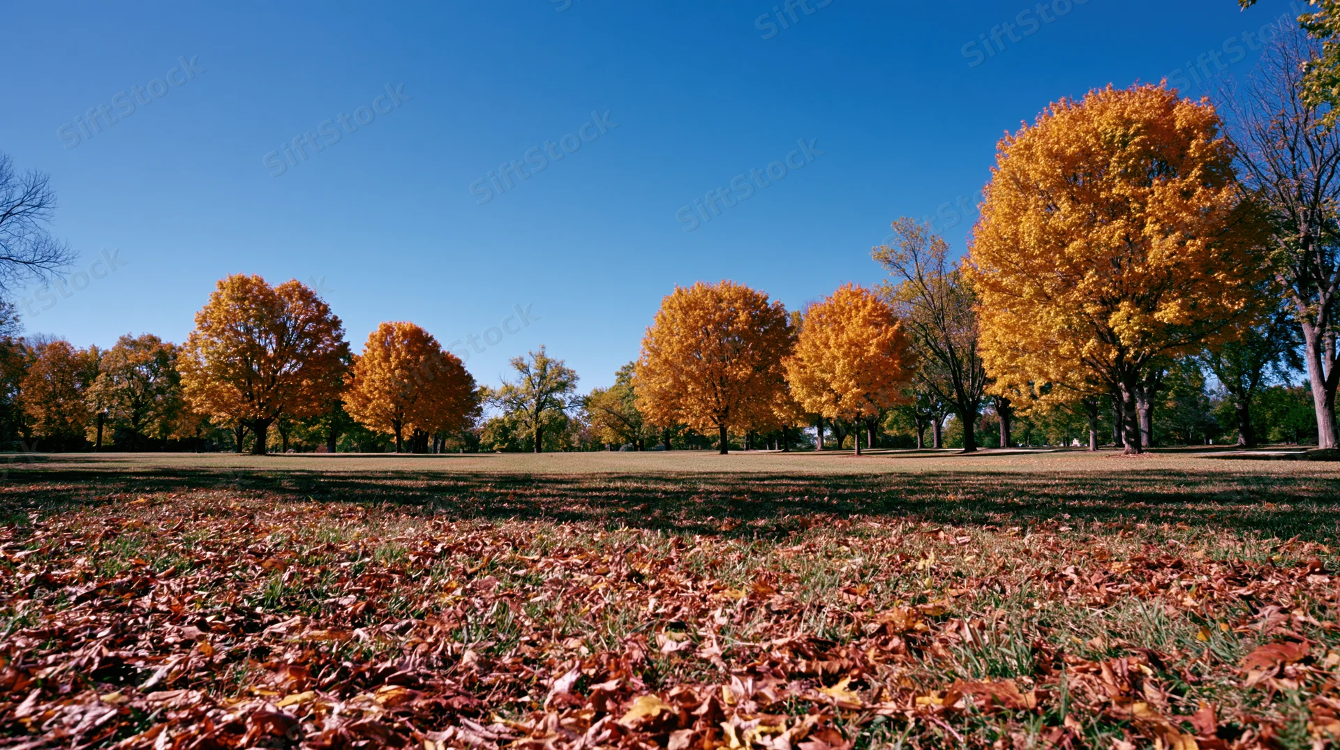 Autumn park with maple trees in peak fall color under clear blue sky, ground covered in fallen leaves