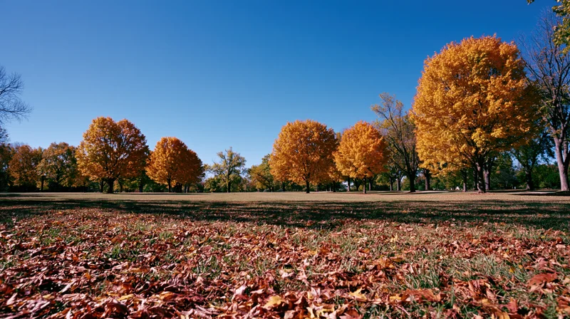 Autumn park with maple trees in peak fall color under clear blue sky, ground covered in fallen leaves