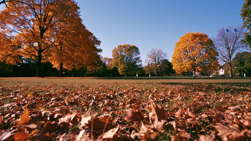 Autumn park with maple trees in peak fall color and fallen leaves covering the ground under a clear blue sky