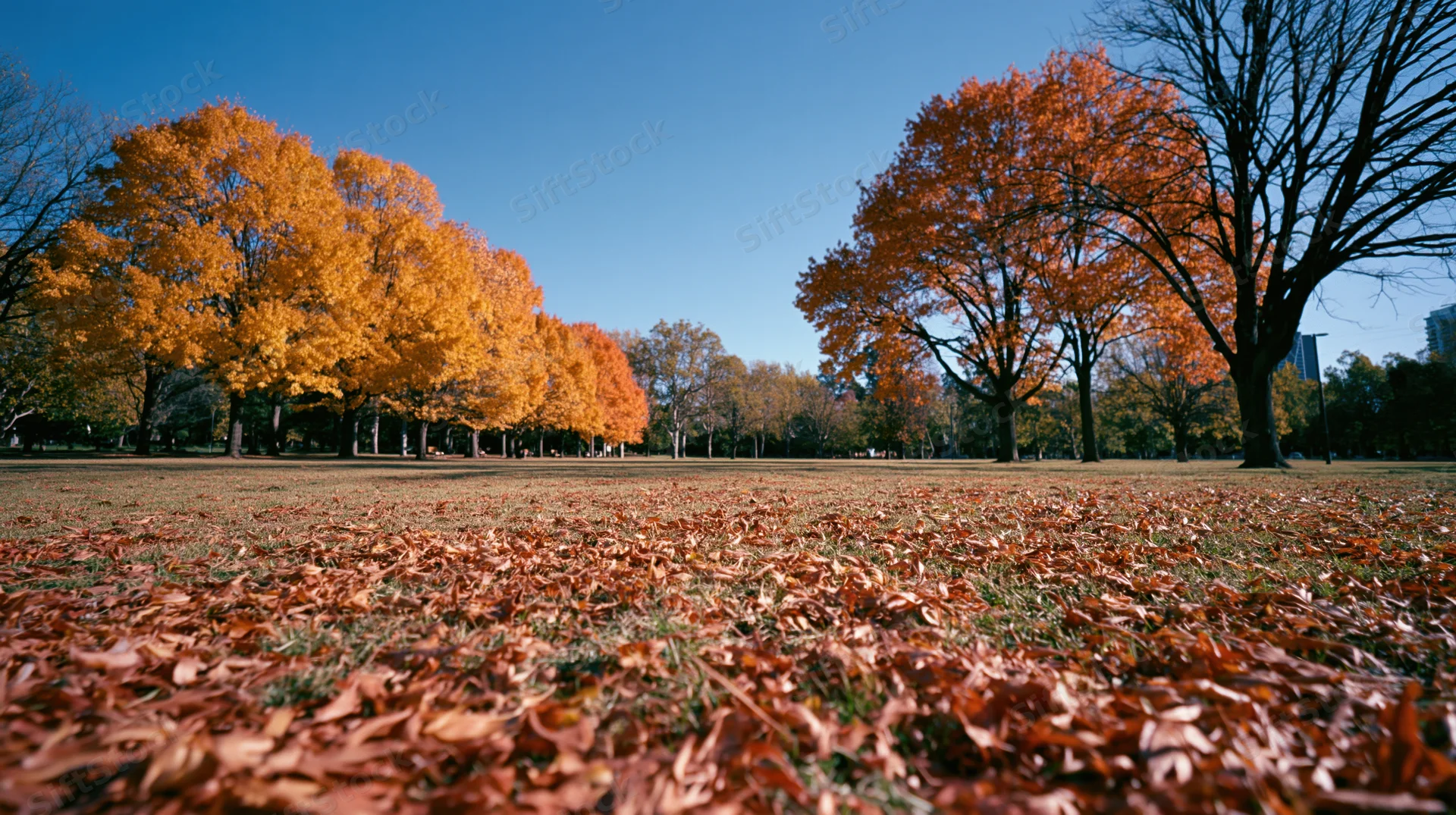 Autumn park with maple trees in peak fall color and fallen leaves covering the ground