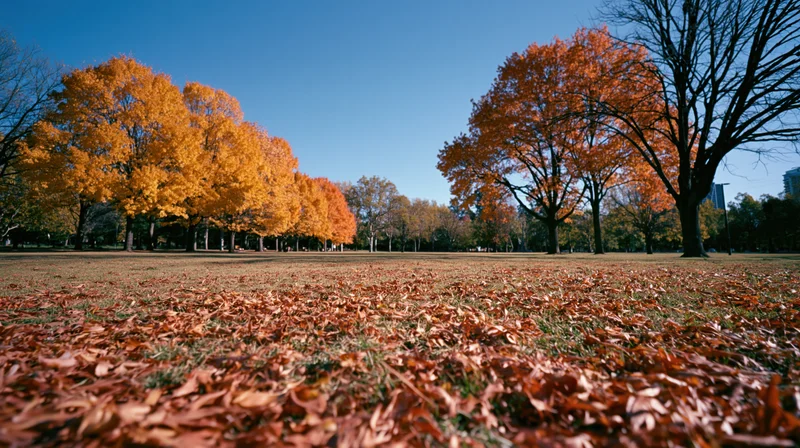 Autumn park with maple trees in peak fall color and fallen leaves covering the ground