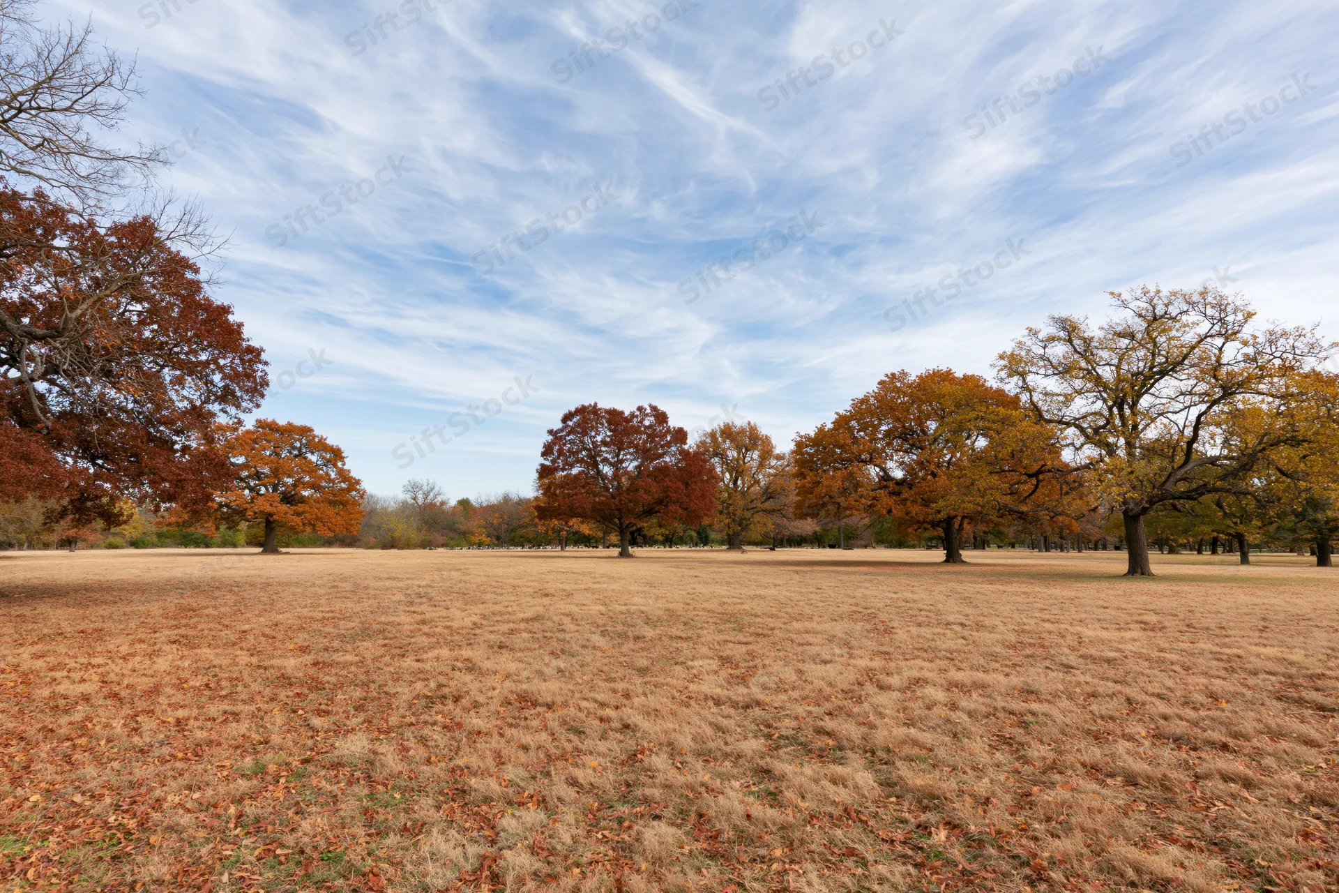 Open park meadow in autumn with scattered mature oak and maple trees under a blue sky with wispy clouds