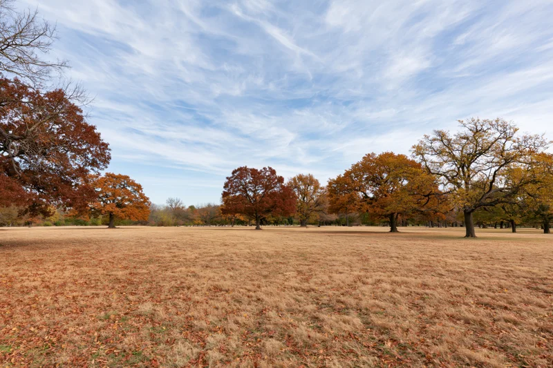 Open park meadow in autumn with scattered mature oak and maple trees under a blue sky with wispy clouds