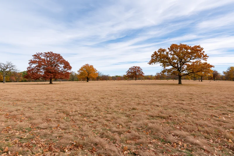 Open park meadow in autumn with scattered mature oak and maple trees under a blue sky with wispy clouds