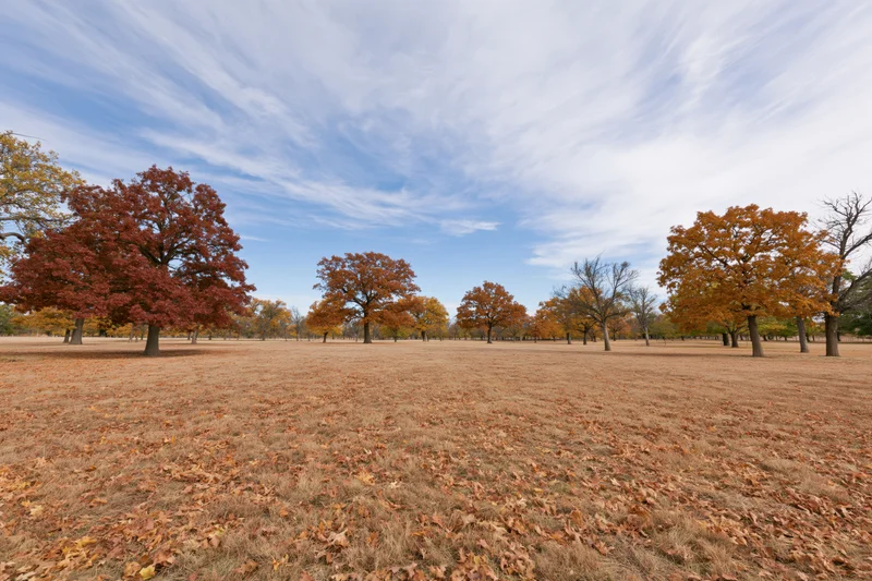 Open park meadow in autumn with scattered mature oak and maple trees under blue sky with wispy clouds