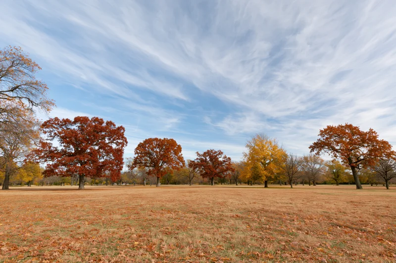Open park meadow in autumn with scattered mature oak and maple trees under a blue sky with wispy clouds