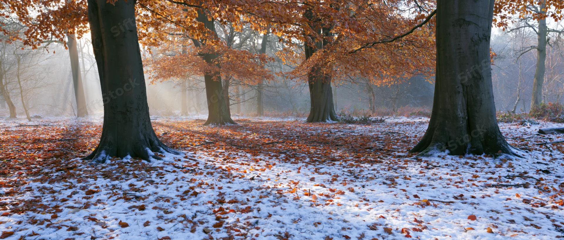 Snow-dusted woodland floor covered in fallen autumn leaves under tall trees in early morning light