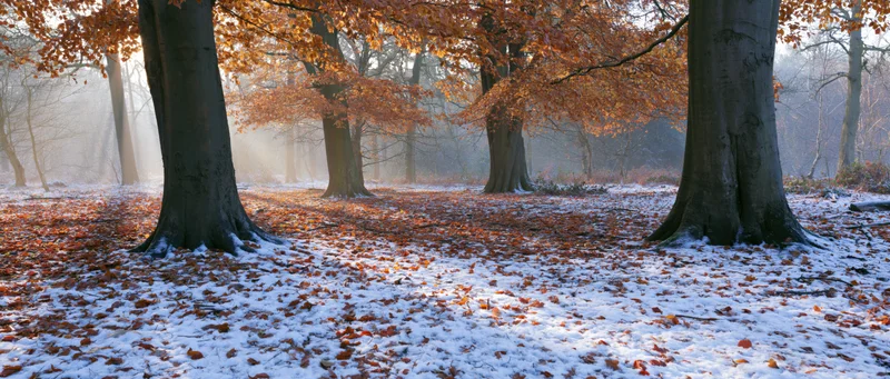 Snow-dusted woodland floor covered in fallen autumn leaves under tall trees in early morning light
