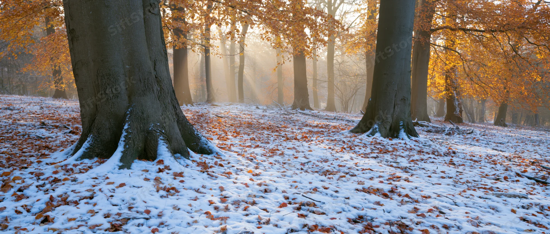 Snow-dusted woodland floor with autumn leaves under tall trees in early morning light