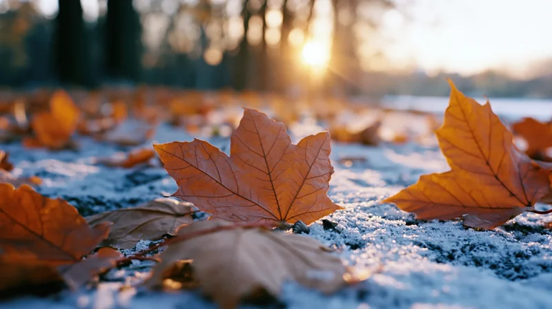 Maple leaves scattered on frosty ground at sunrise in a forest