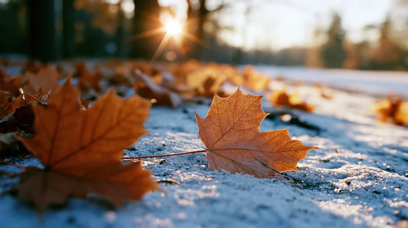Maple leaves resting on frost-covered ground in a forest at sunrise