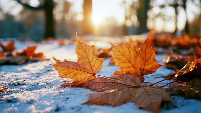 Maple leaves scattered on frosty ground in autumn forest at sunrise