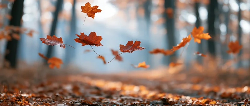 Maple leaves falling and swirling in a forest during autumn
