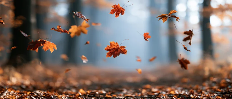 Maple leaves falling and swirling in a forest during autumn