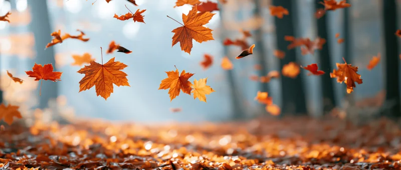 Orange and red maple leaves falling and swirling mid-air over a carpet of fallen leaves in a forest