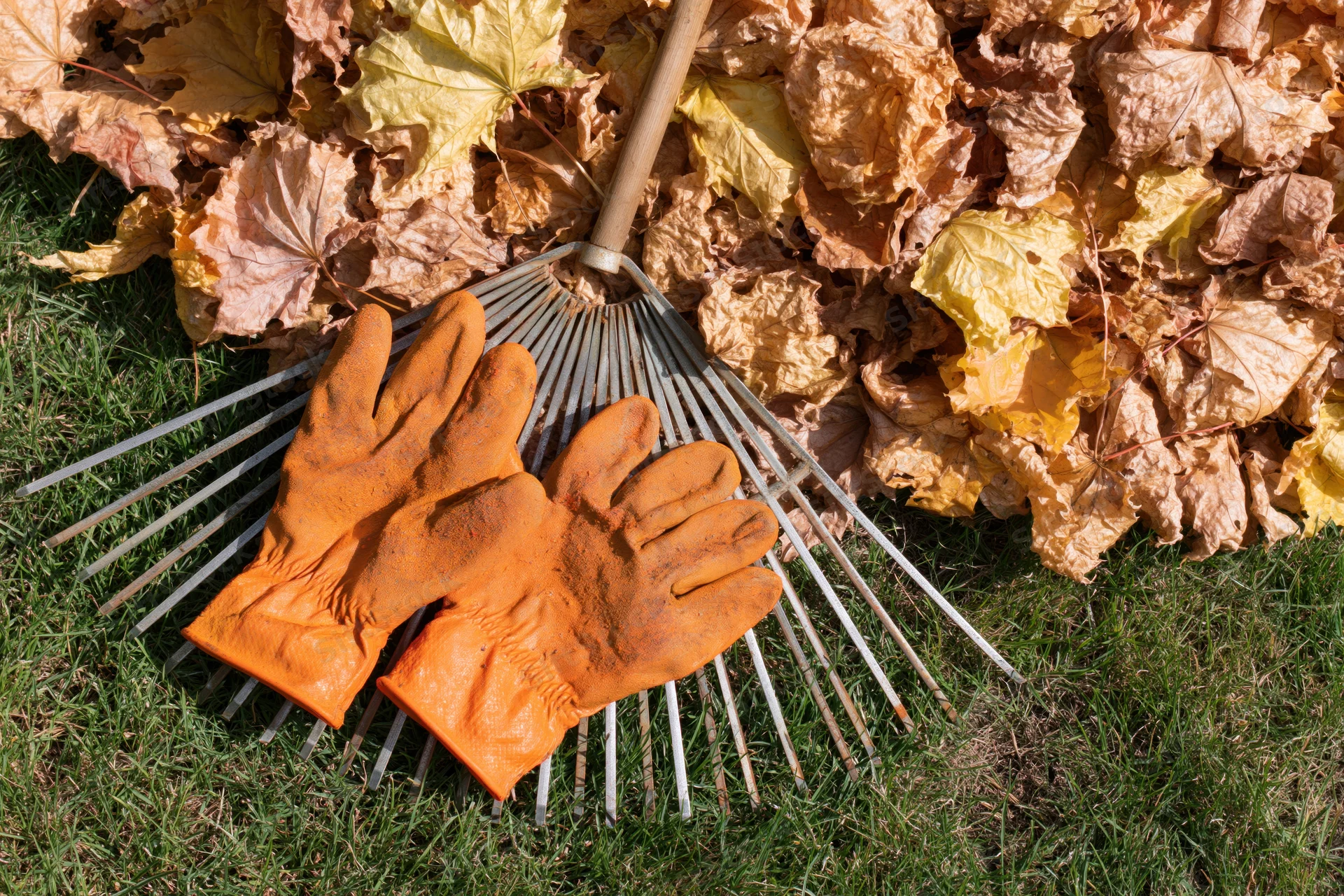 Orange rubber gloves resting on a metal rake beside a pile of fallen leaves on a lawn