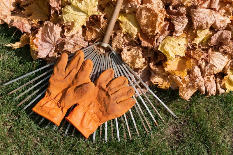 Orange rubber gloves resting on a metal rake beside a pile of fallen leaves on a lawn