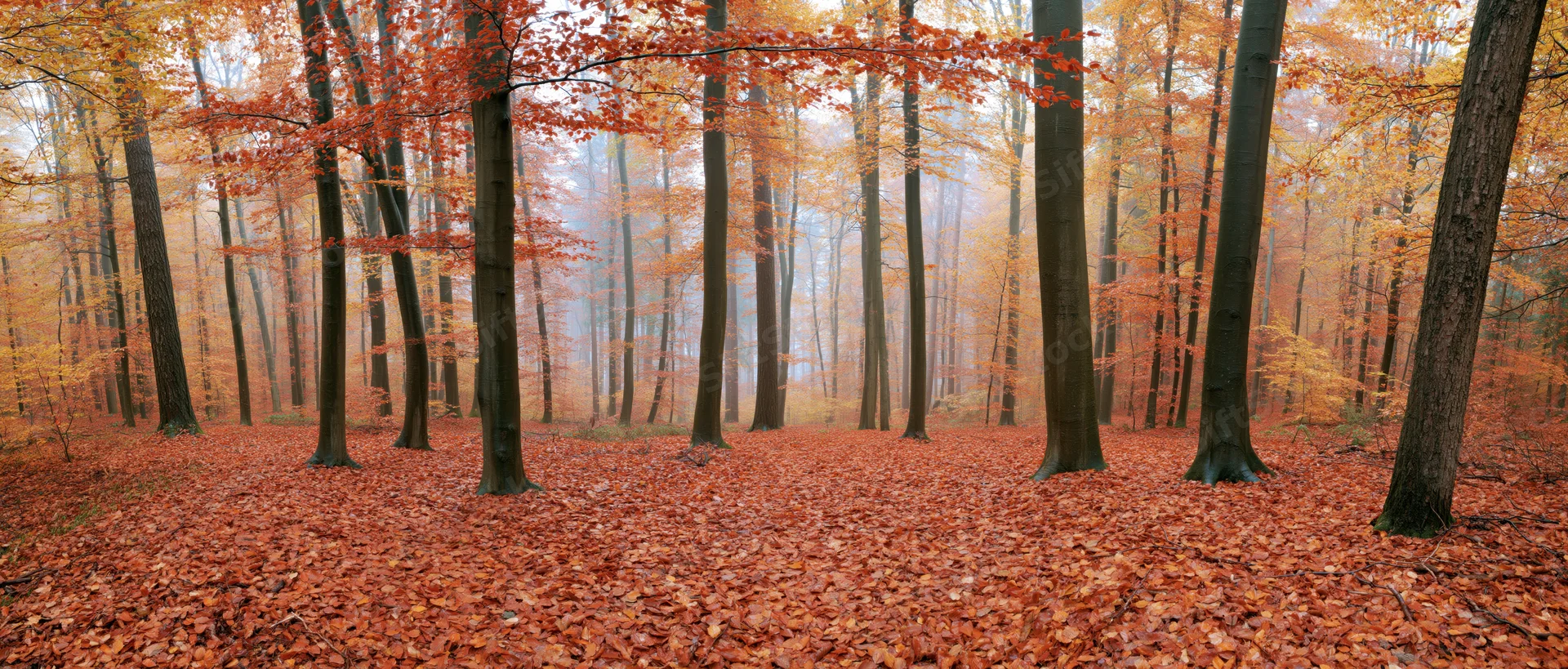 Panoramic view of a beech forest in autumn with orange leaves covering the ground and mist between tall trees