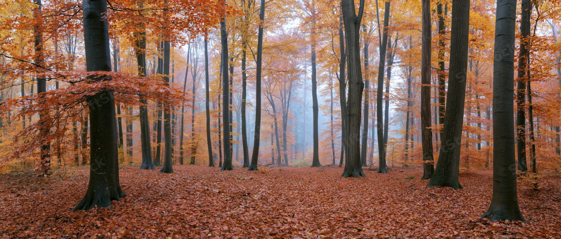 Panoramic view of a beech forest in autumn with orange foliage and misty atmosphere
