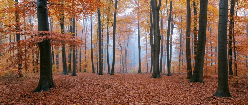 Panoramic view of a beech forest in autumn with orange foliage and misty atmosphere