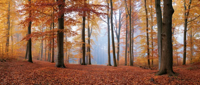 Panoramic view of a beech forest in autumn with orange and red foliage covering the ground and mist between the trees