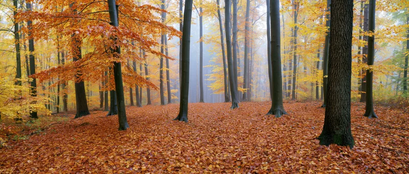 Panoramic view of a beech forest in autumn with mist and fallen leaves covering the ground