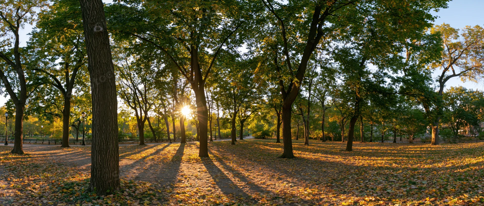 Sunlit autumn park with tall deciduous trees casting long shadows on leaf-covered ground