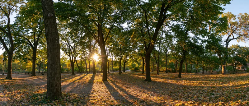 Sunlit autumn park with tall deciduous trees casting long shadows on leaf-covered ground
